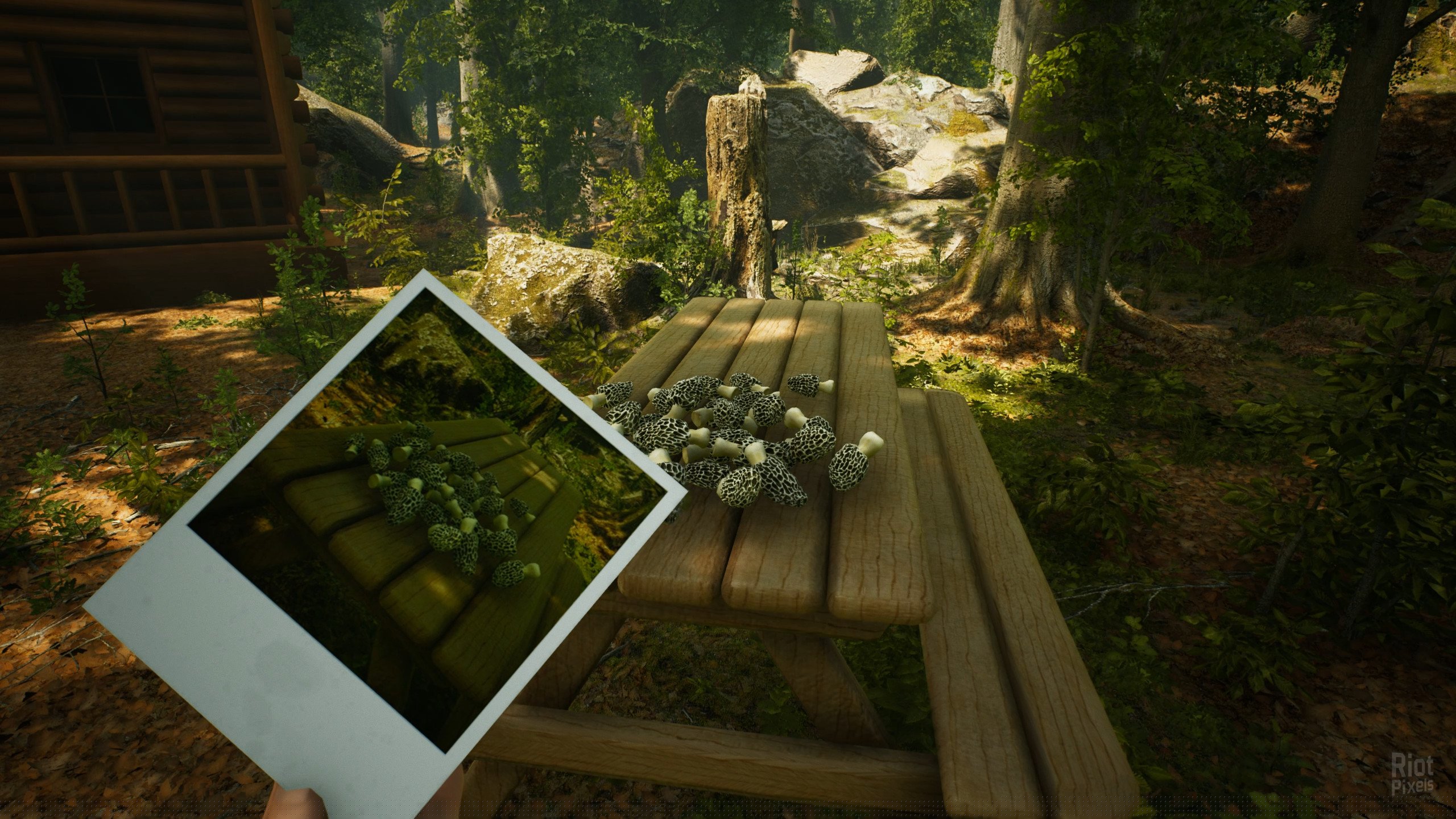 [12]-Morels: The Hunt Download-HohohoGames