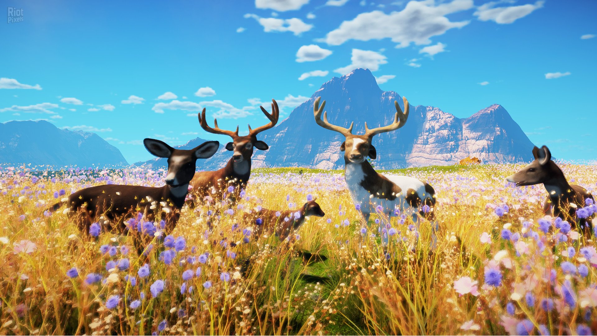 [7]-Animallica Download-HohohoGames