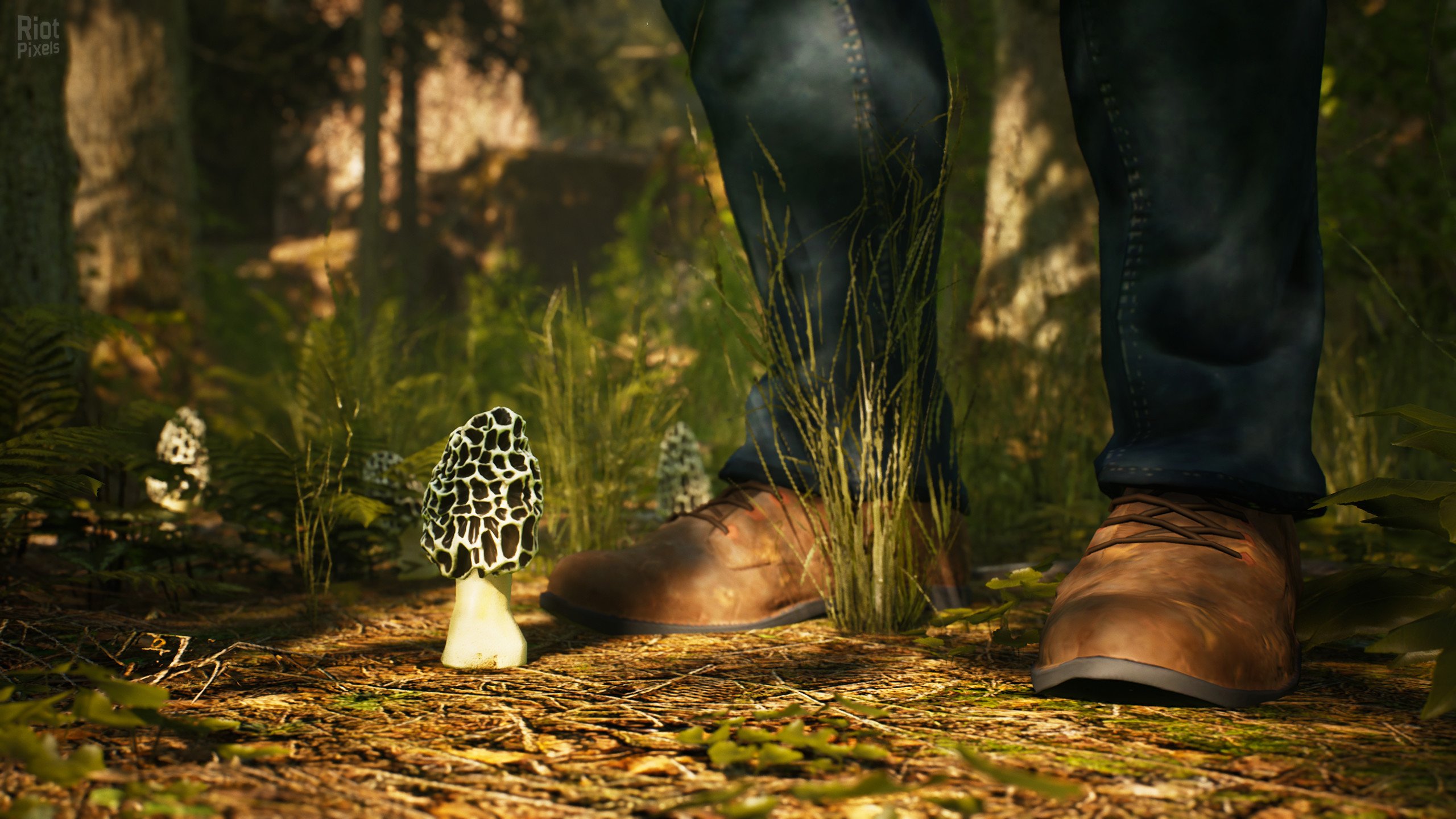 [7]-Morels: The Hunt Download-HohohoGames