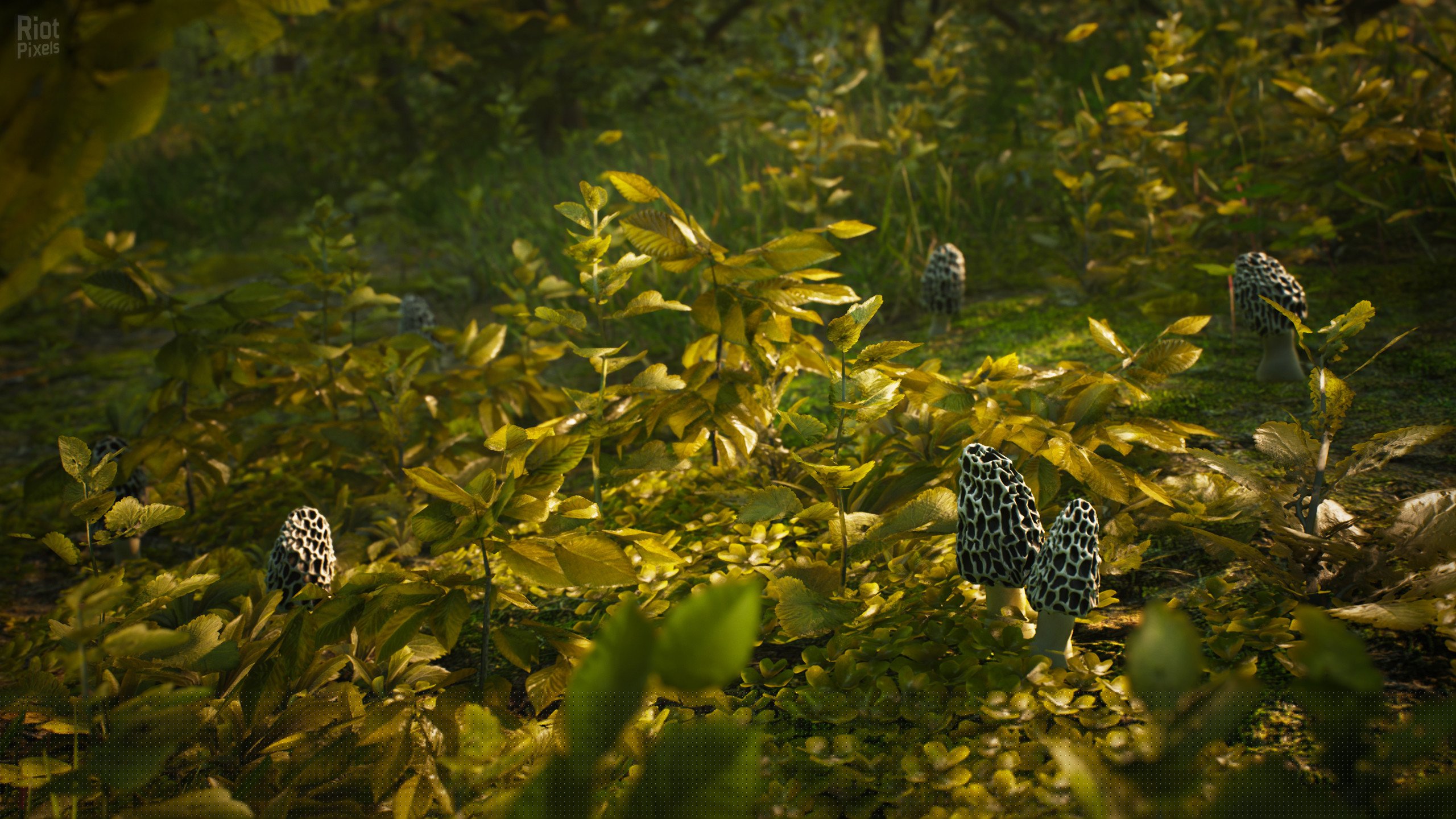 [15]-Morels: The Hunt Download-HohohoGames