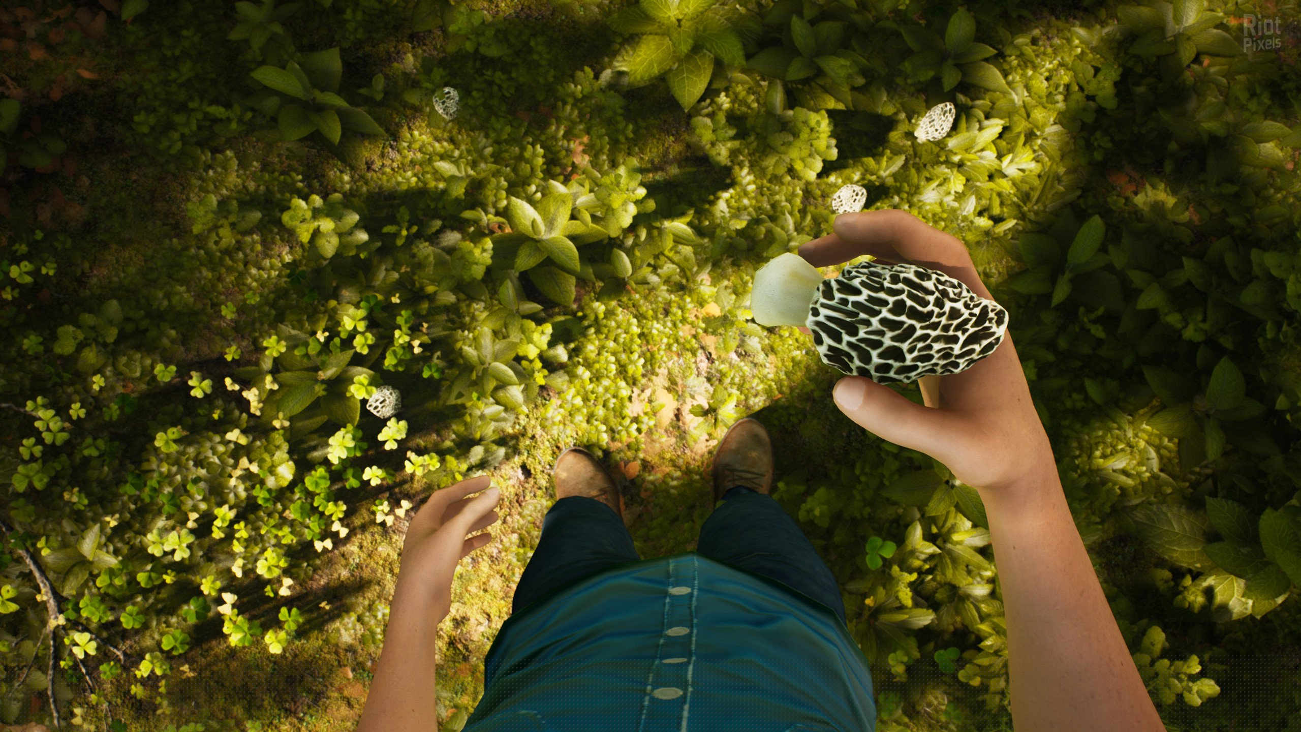 [9]-Morels: The Hunt Download-HohohoGames