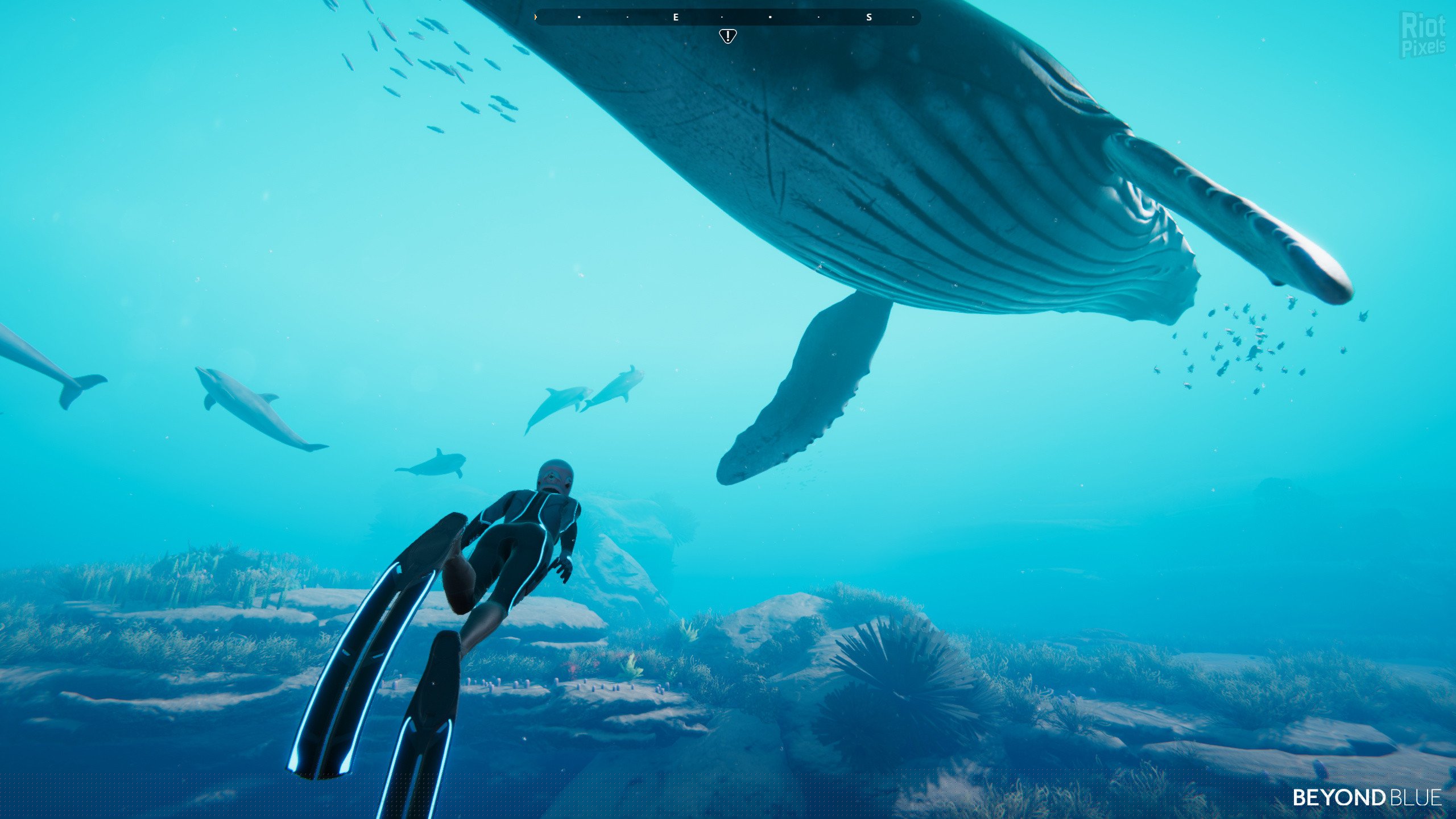 [13]-Beyond Blue – v1.7.17798 Download-HohohoGames