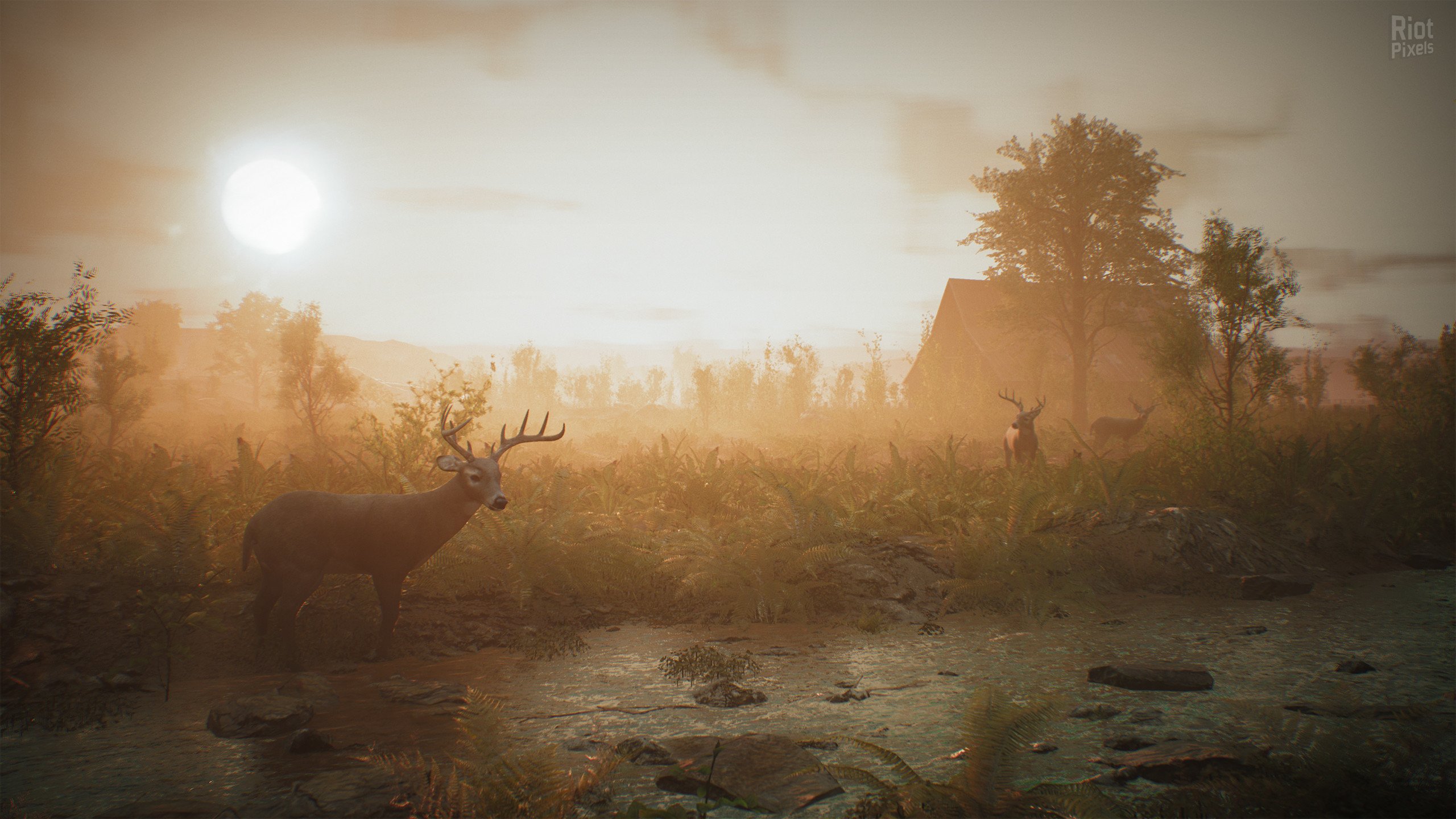 [10]-Morels: The Hunt Download