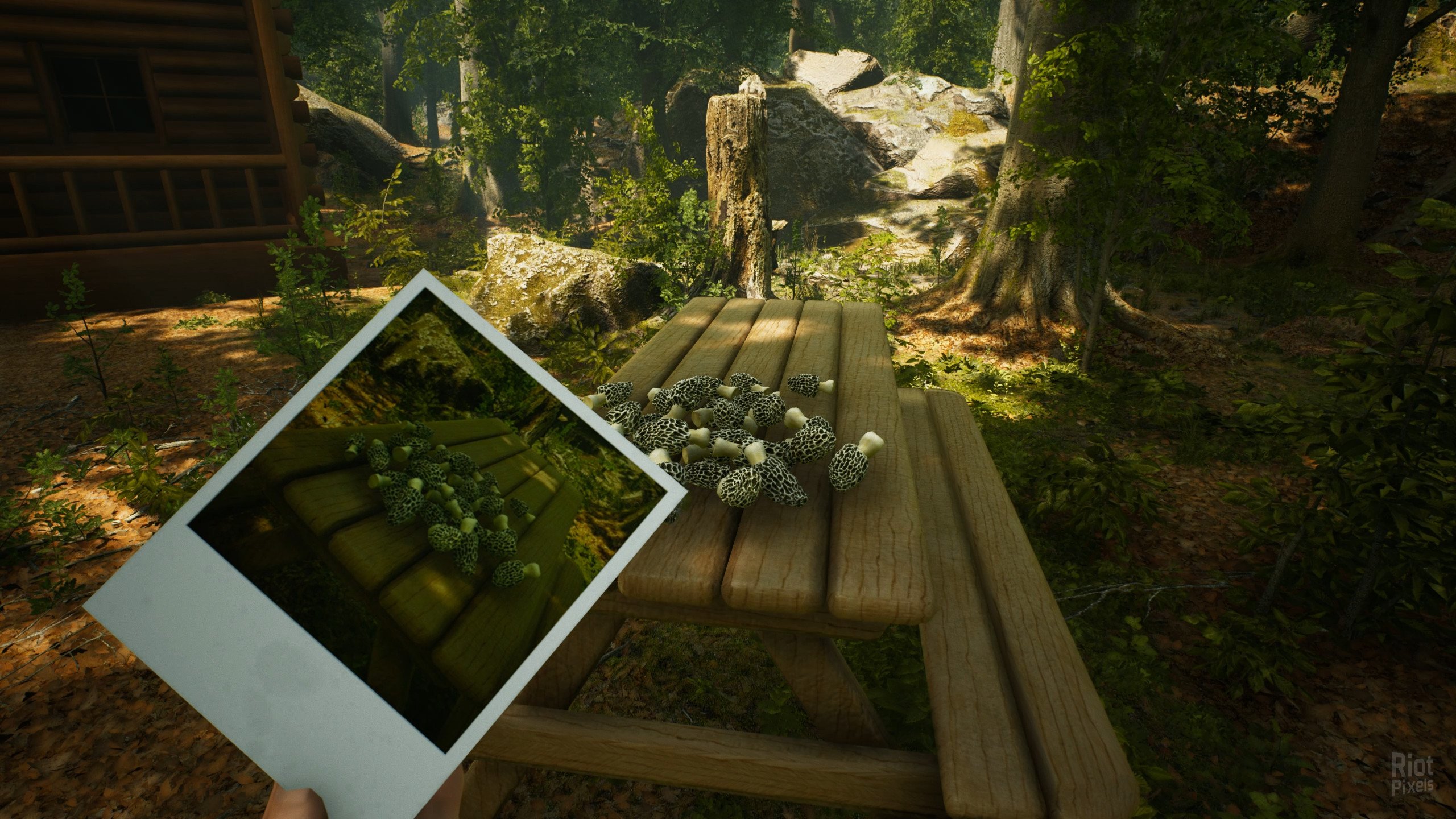 [12]-Morels: The Hunt Download