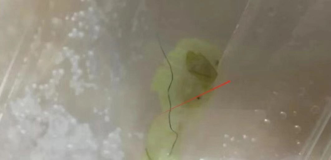 太炸裂了 逆天小仙女 裤裆拔阴毛不但逃单还勒索老板 谁知道被监控拍下全过程-赤赤哗热瓜黑料中心