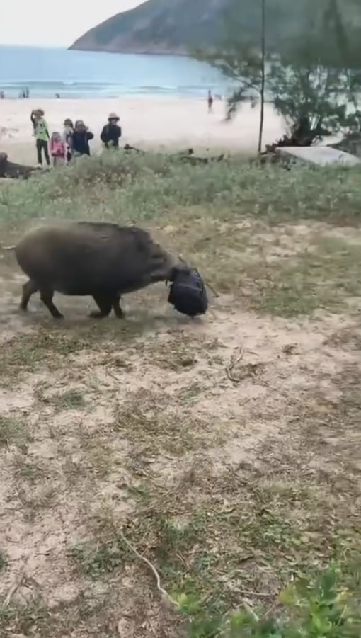 图片[8]-当代小仙女精神状态 追着野猪要身份证 一路跟着野猪进入密林 胆子真不小-赤赤哗热瓜黑料中心